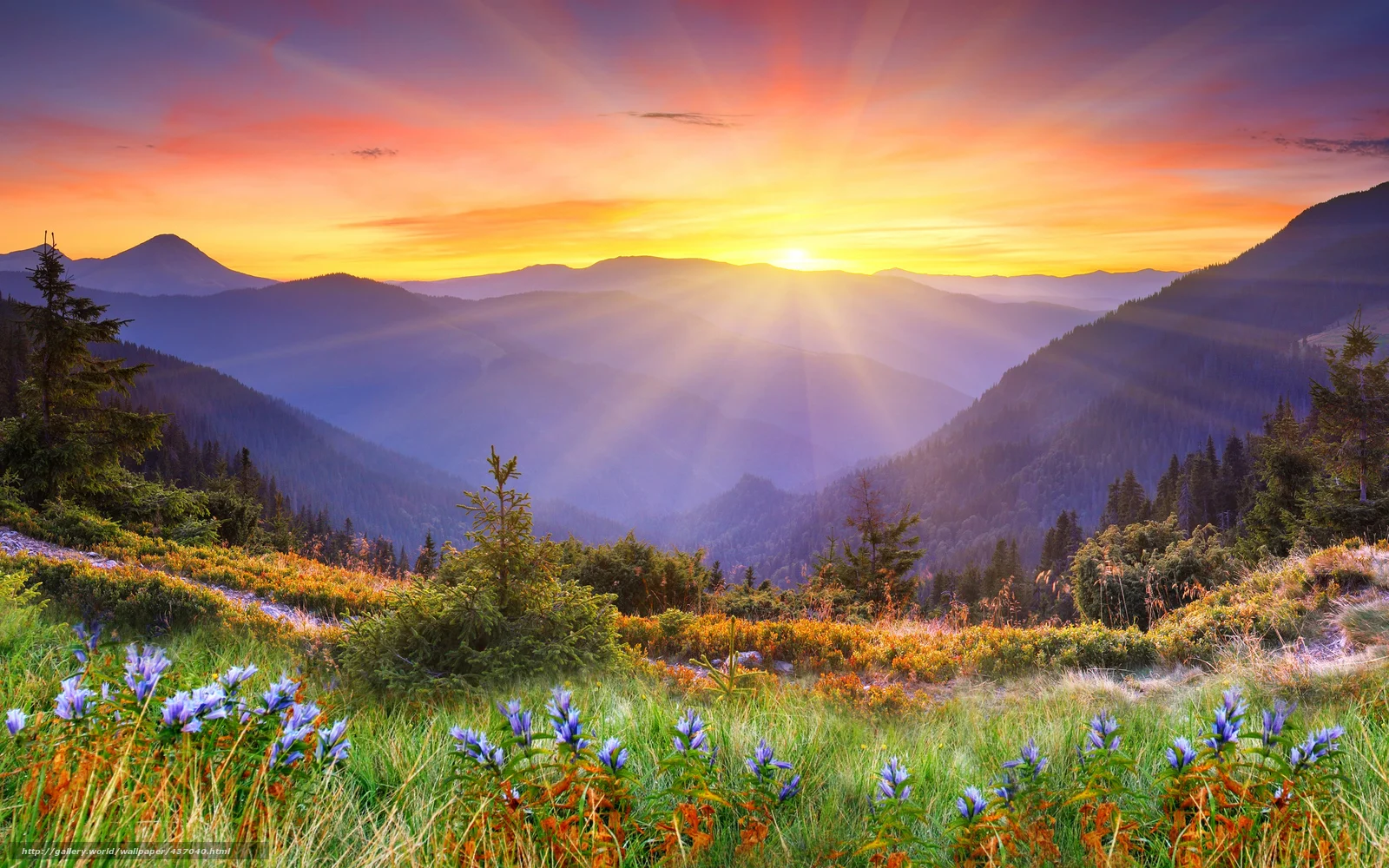 437040_zakat_gory_derevya_kolokolchiki_2560x1600_(www.GdeFon.ru).webp
