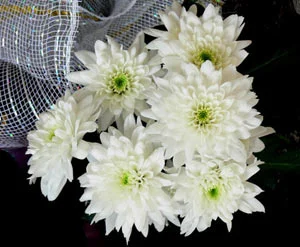 4411837.webp