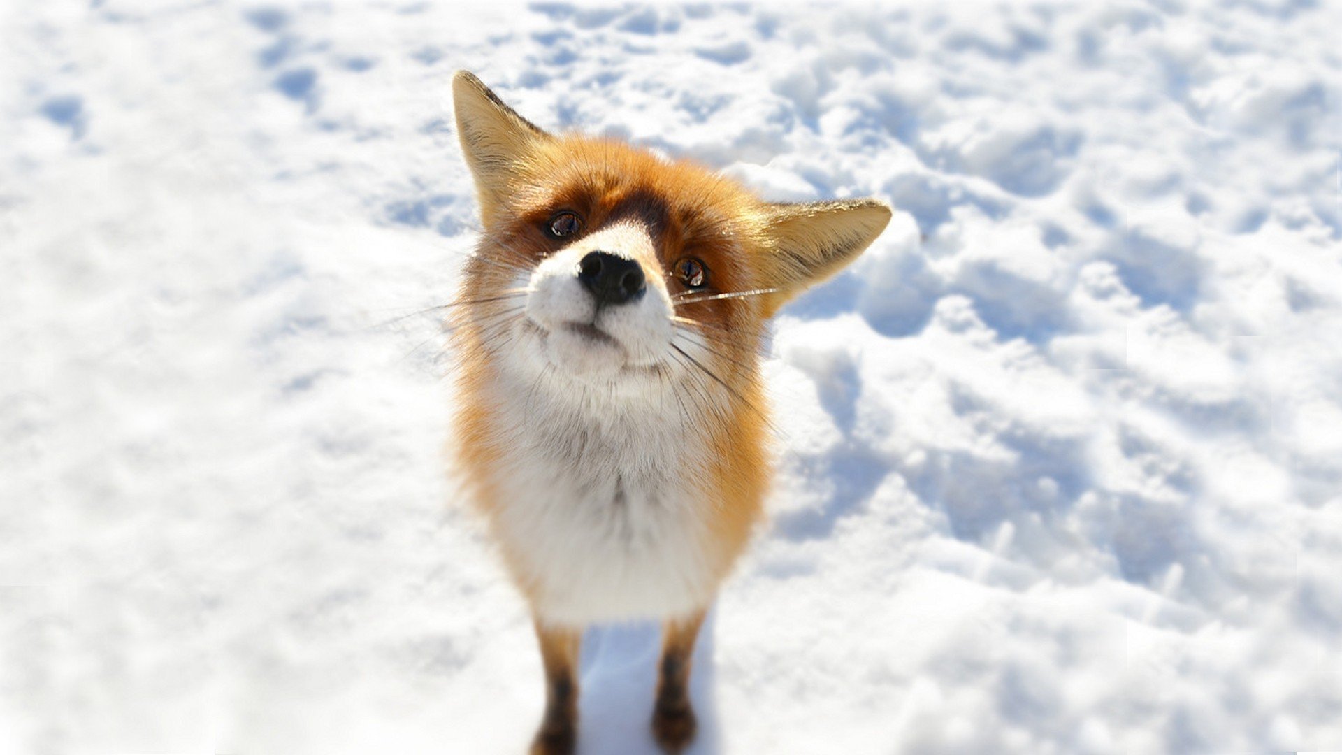 441777-animals-fox-snow.jpg