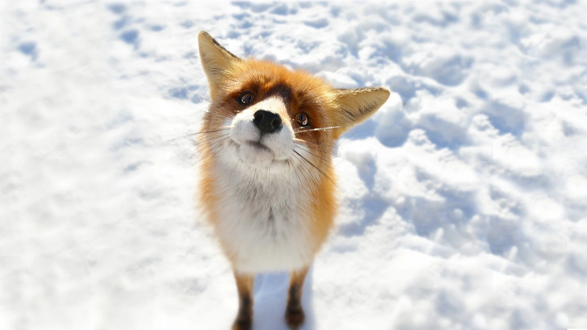 441777-animals-fox-snow.webp