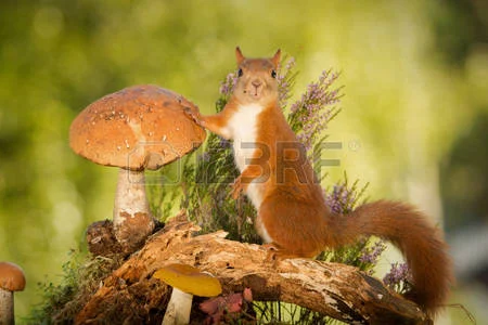 45604415-female-red-squirrel-standing-with-mushrooms-on-tree-trunk.webp