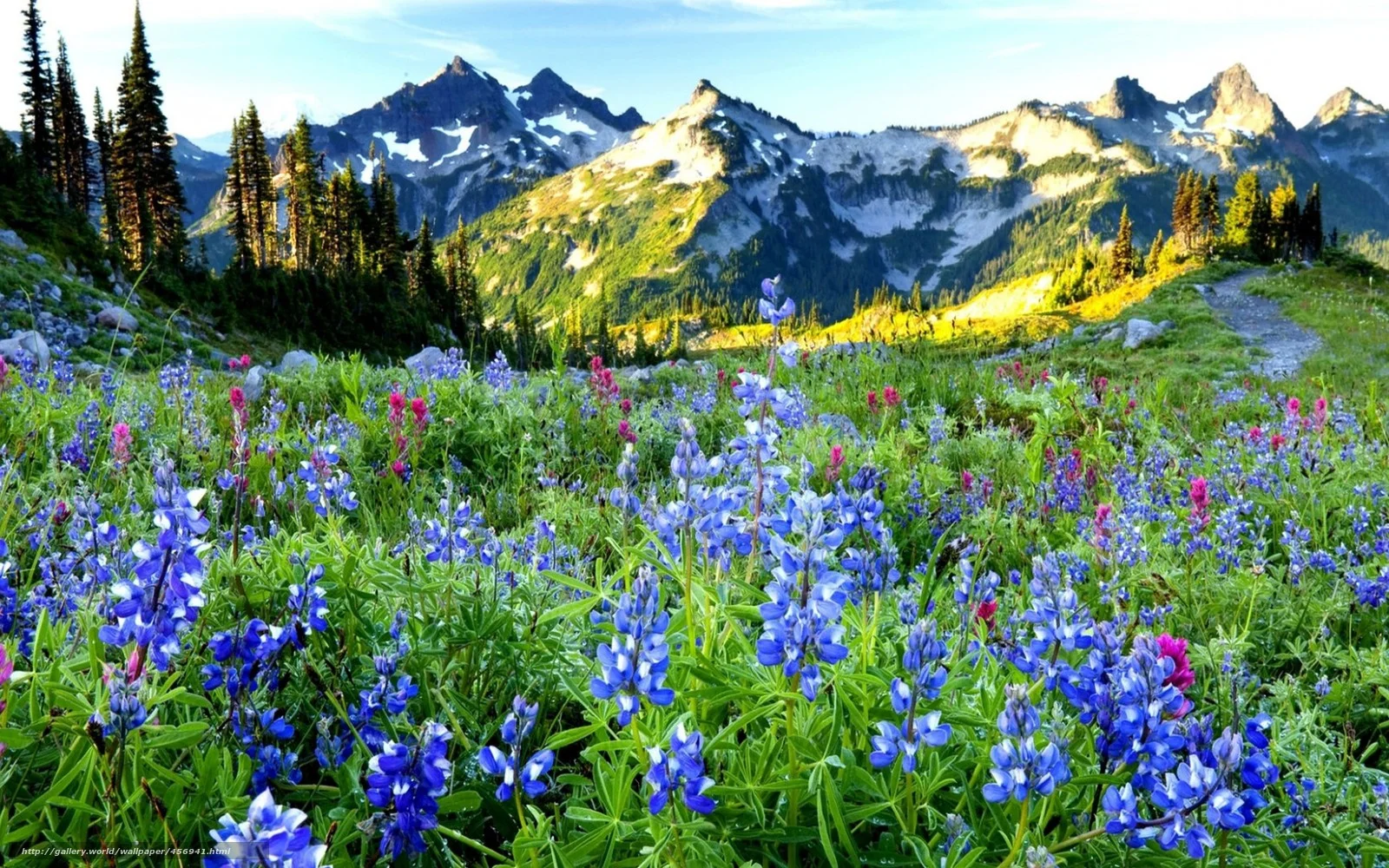 456941_vesna_gory_cvety_1680x1050_(www.GdeFon.ru).webp