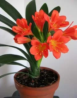 4636682.webp