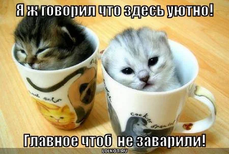 467a9187397ed82d8af5dcdvk6.webp
