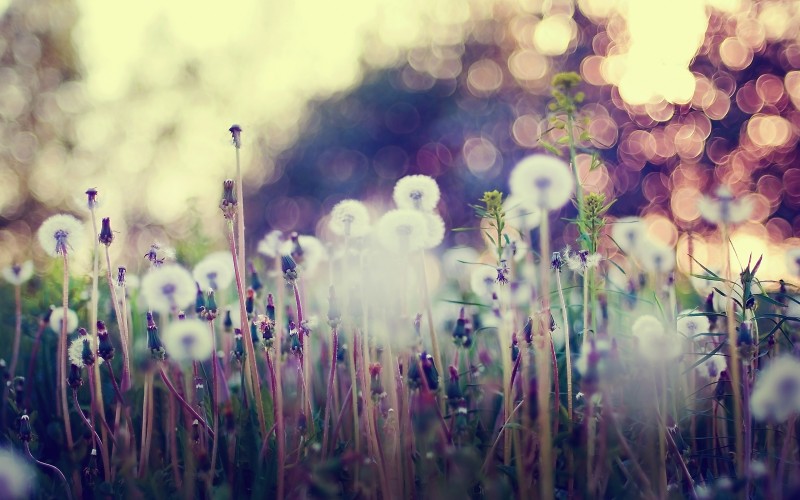 4773-dandelions-field-800x600.jpg