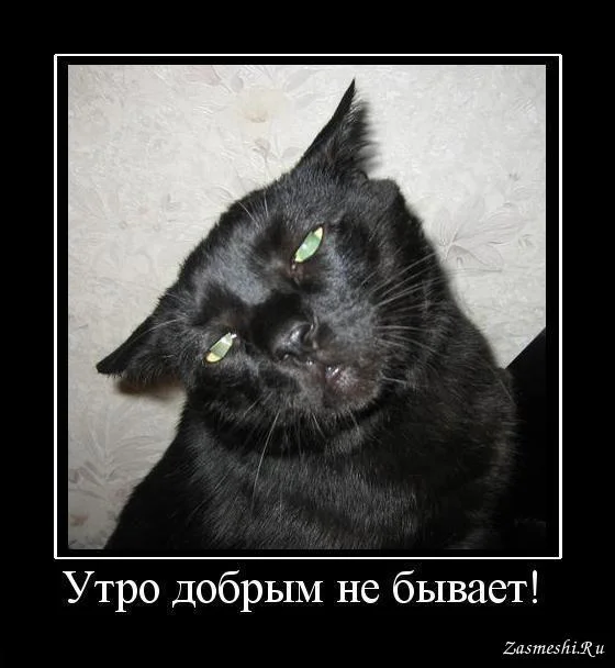 4833-Utro-dobrym-ne-byvaet-dazhe-u-kotov.webp