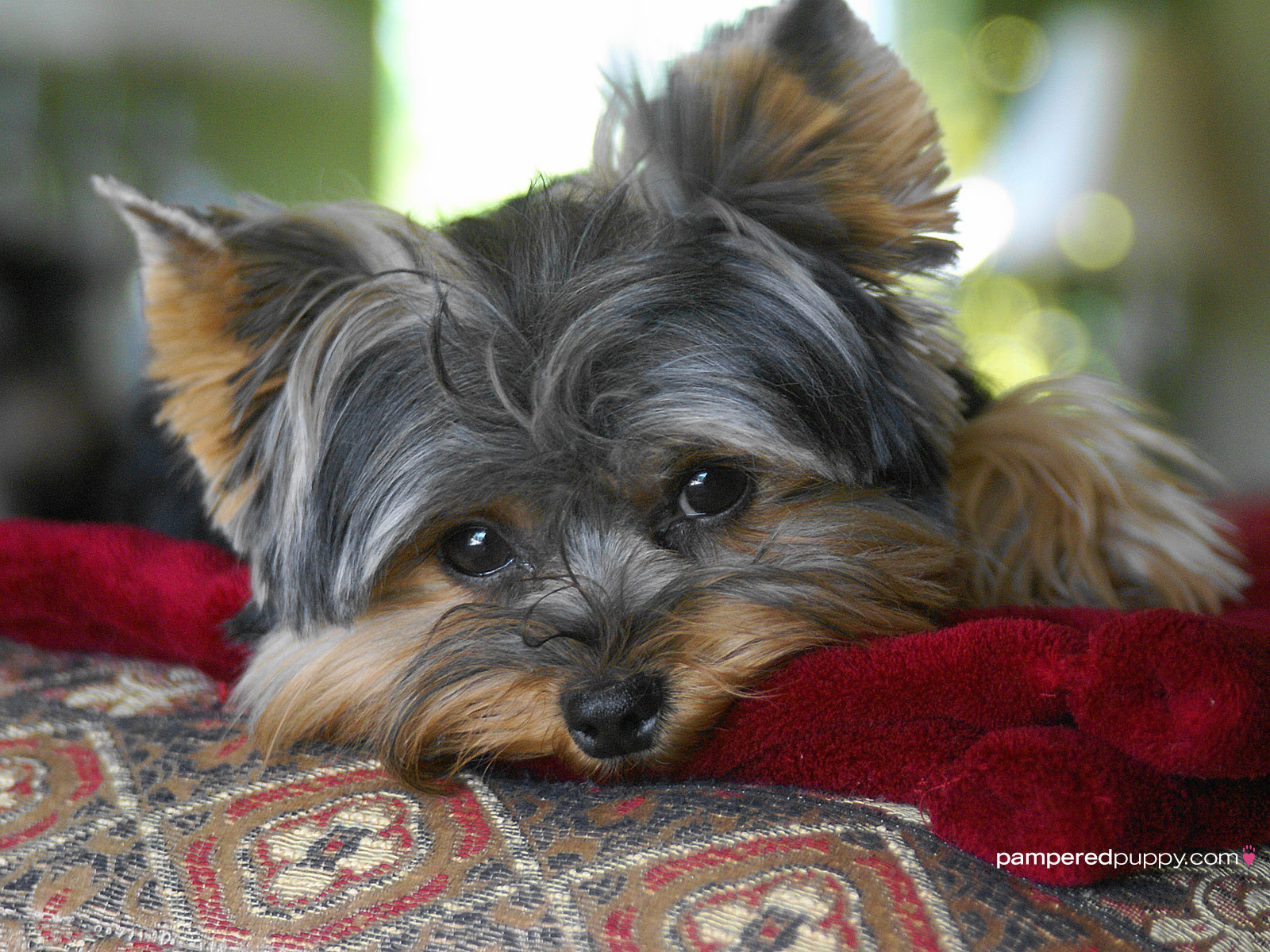 4833711-yorkshire-terrier-wallpapers.jpg