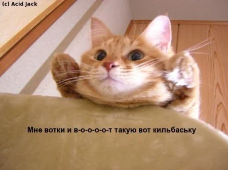 49.webp