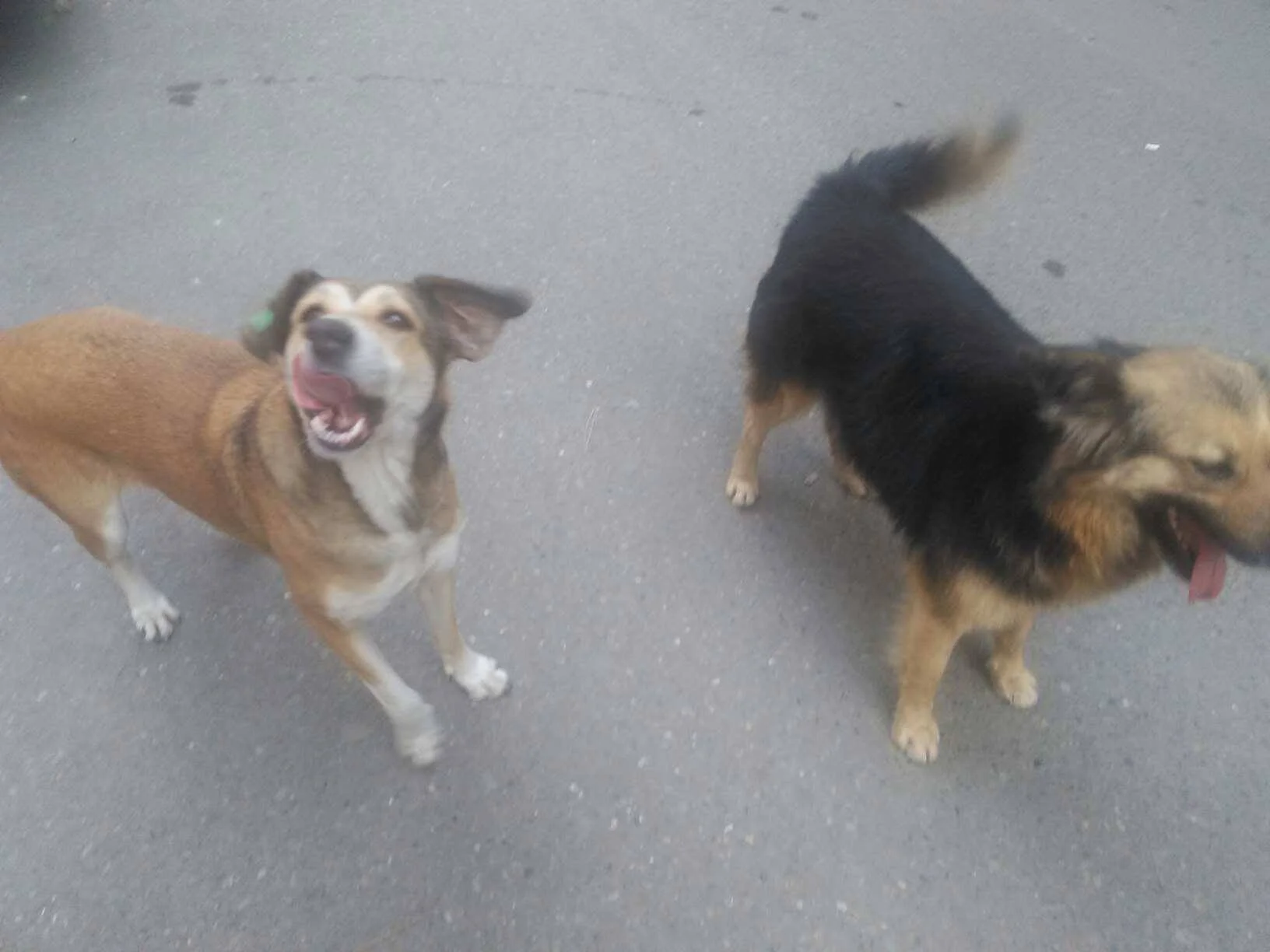 49270386_517062448813954_3992287795166052352_n (1).webp