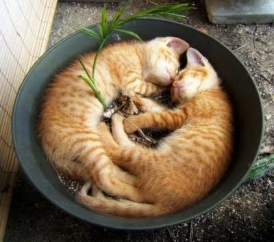 49809187_AAA_2_Cats_in_a_flower_pot.webp