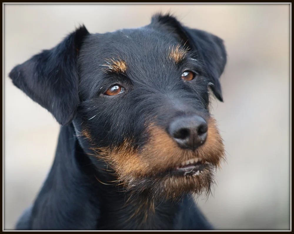 4_jagdterrier.webp