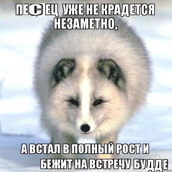 4jt88t будда.webp