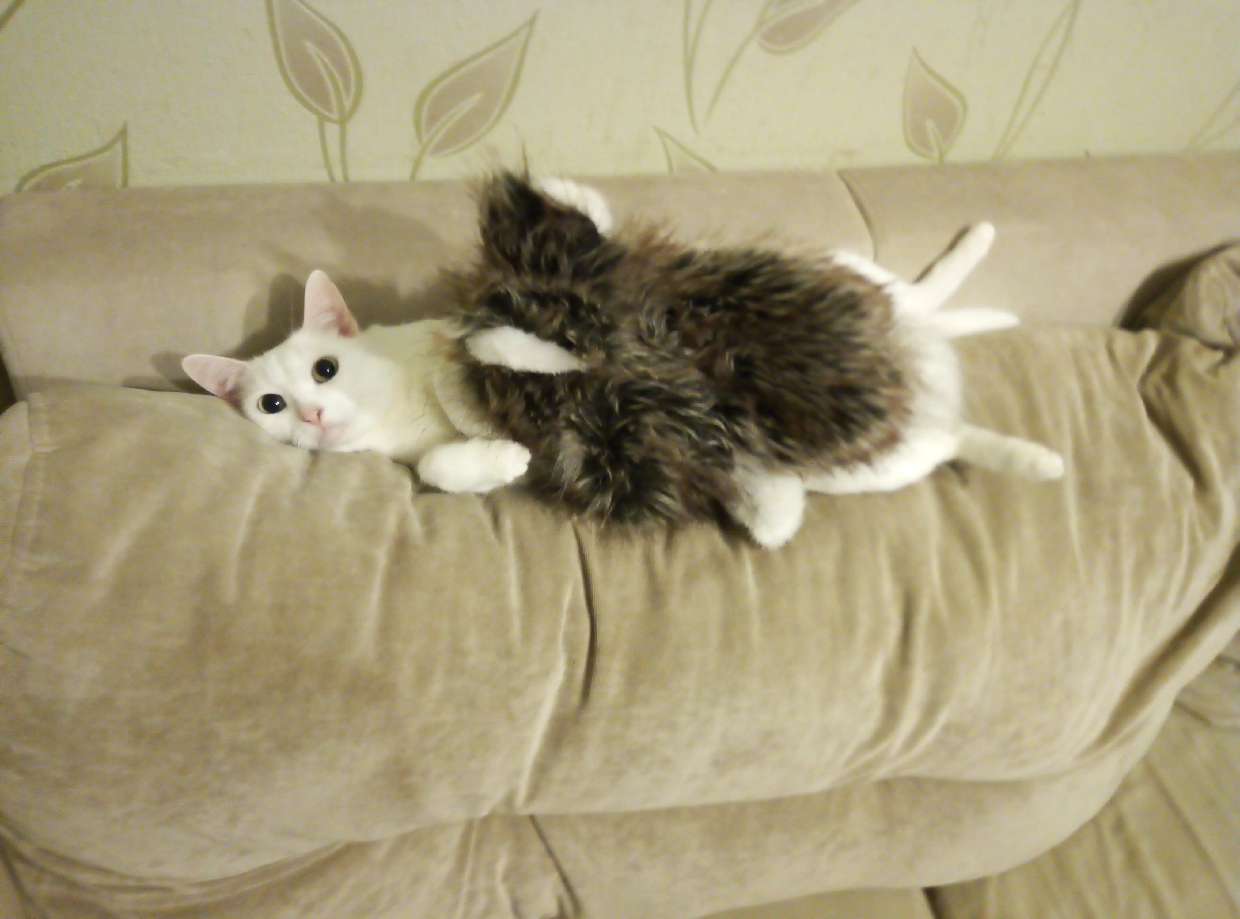 5.  Скромняга.jpg