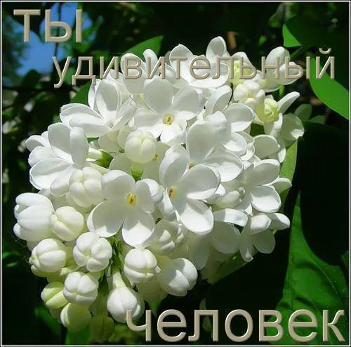 50004204_0_82aa_2937df22_L.webp