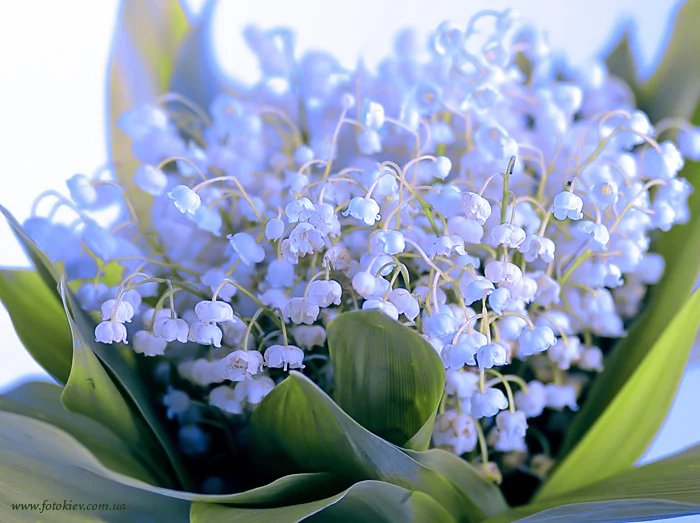 51355.webp