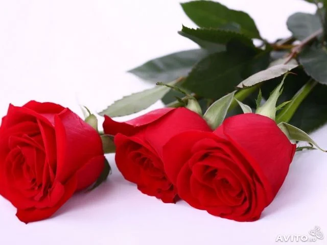 514666182.webp