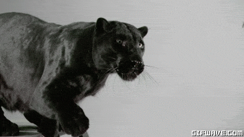 521520_cat-animals-black-wave-claw.gif