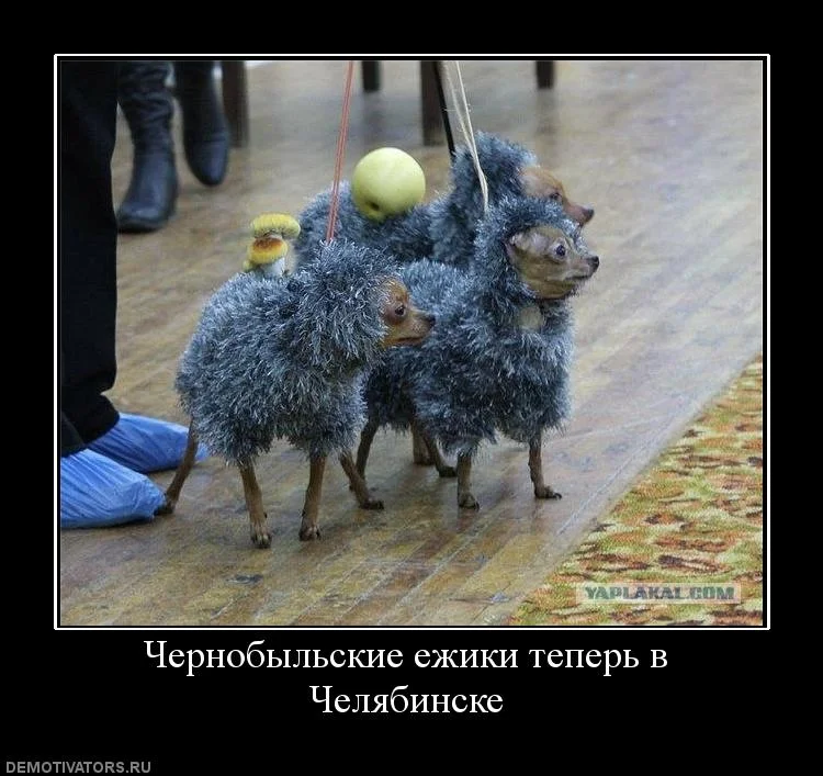 534360_chernobyilskie-ezhiki-teper-v-chelyabinske.webp