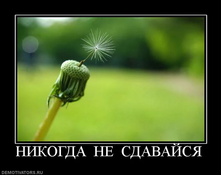 539372_nikogda-ne-sdavajsya.webp