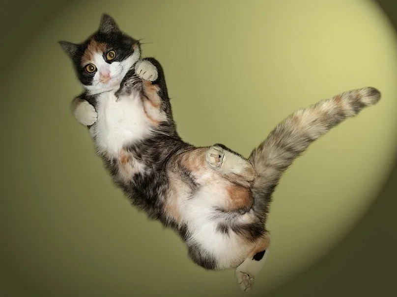 539732__jumping-cat_p.webp