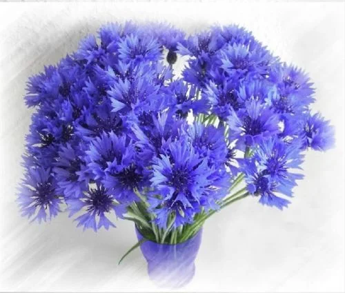 55760.webp