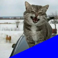 56.webp