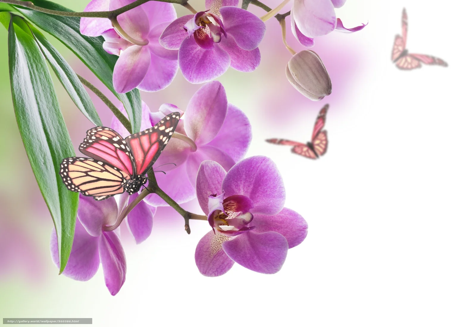 560386_tsvetyi_orhidei_babochki.webp