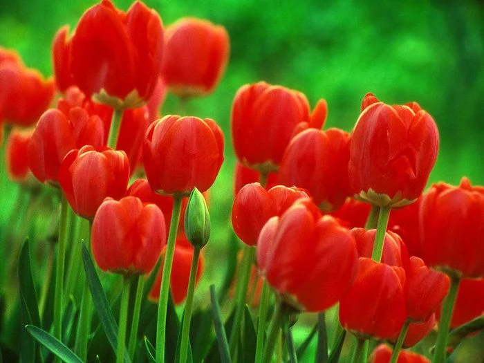 56115238_1267945892_redtulips1024.webp