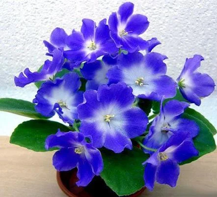 56264076_u1.webp