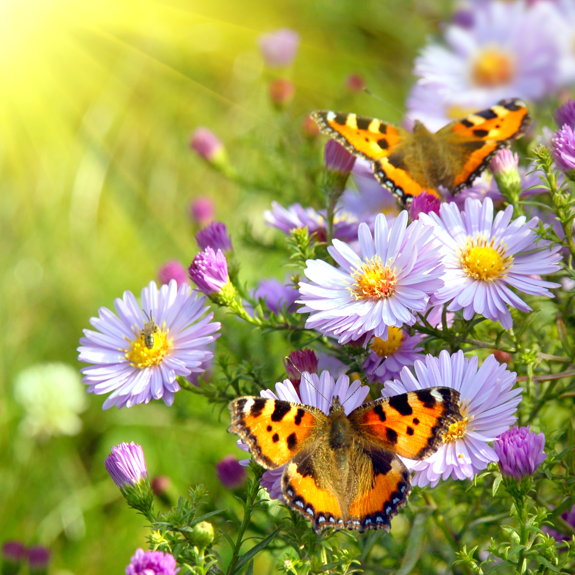 587278276-spring-butterflies-wallpaper.jpg