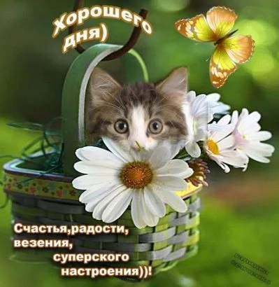 5885e84fcc352de88323d78d5b6f1cd0.jpg.cf.webp