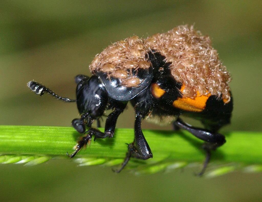 5923525515_ae3671fa12_b (1).webp