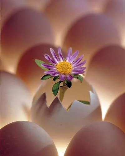 5c66900868c4.webp
