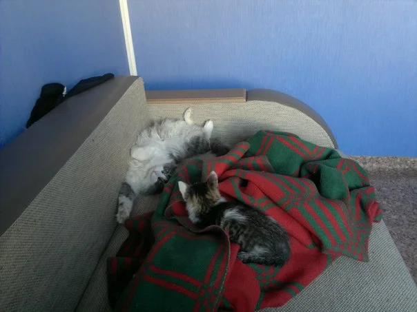 5HnHwbfdqHk[1].webp
