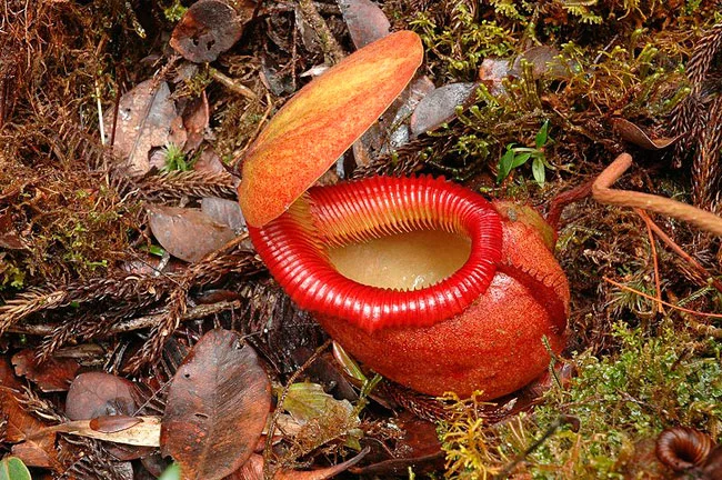 5Nepenthes.webp