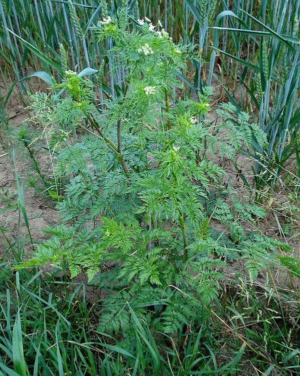 600px-Chaerophyllum_bulbosum_W.jpg