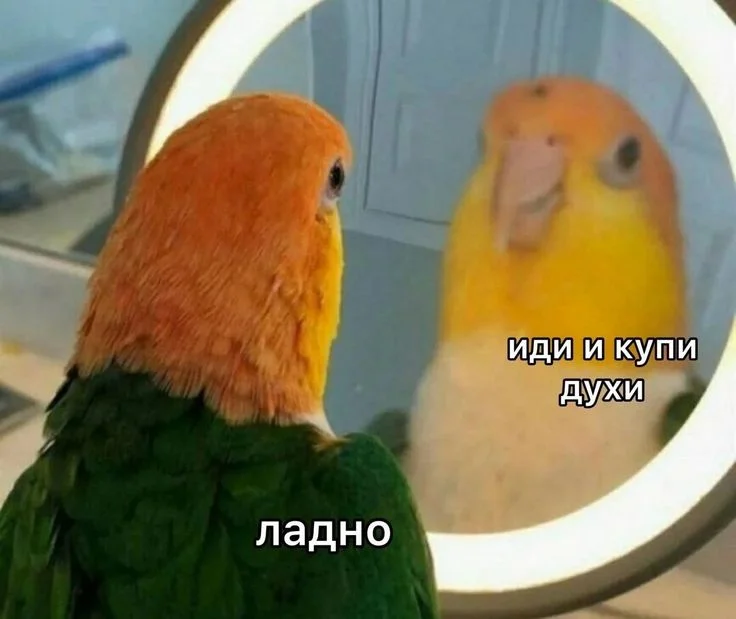 6392dc929ce0c0b15308bee73b6fde6f (1).webp