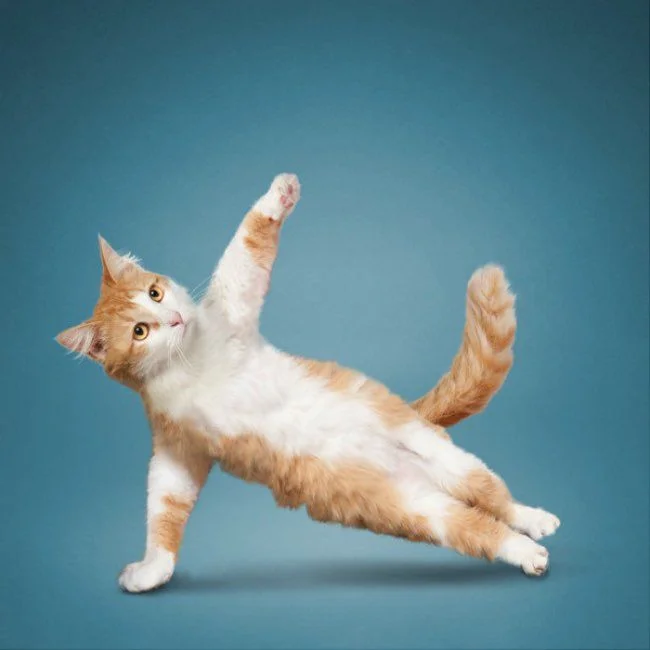 648756be351063382ba8386c06073417--yoga-cat--calendar.webp
