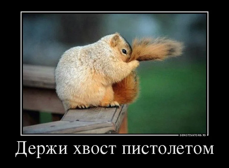 65814888_tak-vot-otkuda-derzhat-hvost-pistoletom.webp