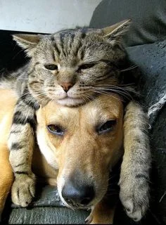 6f511d7b5de47610ff1bb48cd448125a--cat-hat-bestfriends.webp