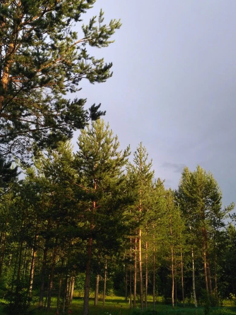 6KRpaPiWdog.webp 6KRpaPiWdog.webp