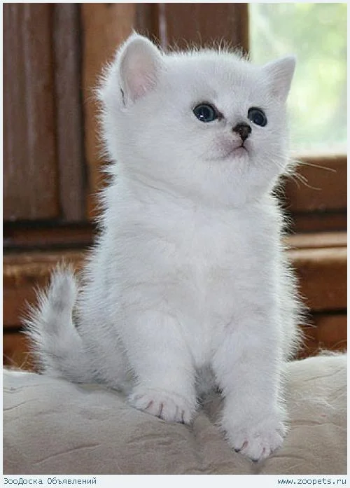 7075-kitten.webp