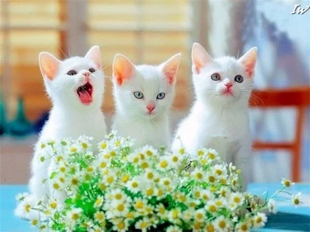 7400755.webp