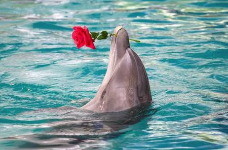 74539357-close-up-dolphin-holding-flower-in-mouth.webp
