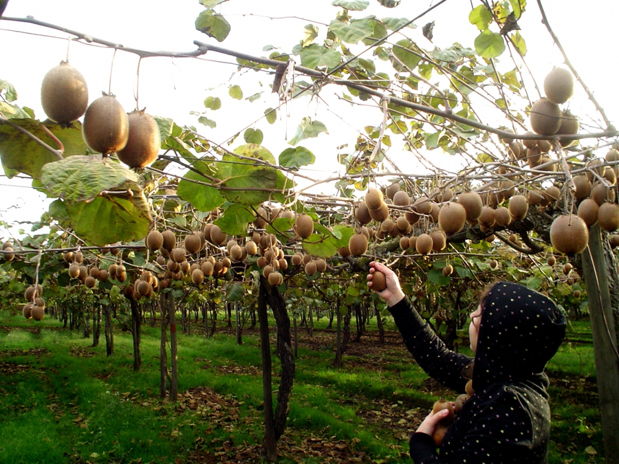 74660939_large_4278666_531688062_14badadcce_kiwis_o.jpg