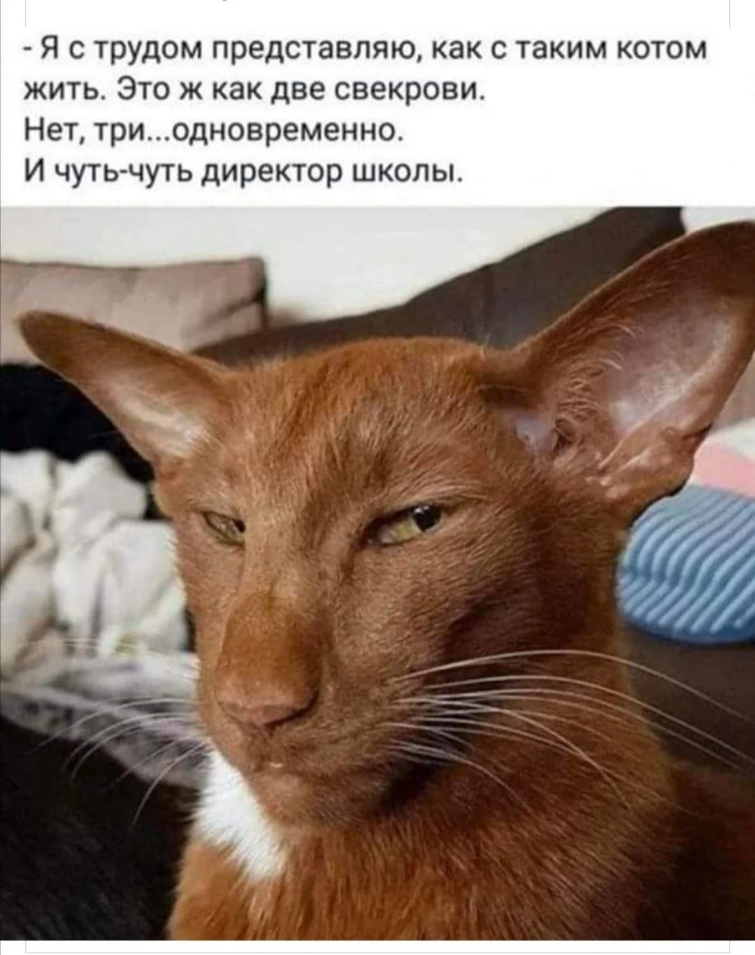 74e3a537c72e6c0d811d93c3f448f3ed[1].webp