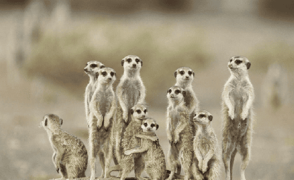 76105675_Proshots__Directions_Meerkats_Kgalagadi_Desert_Namibia_Africa__Professional_Photos[1].png