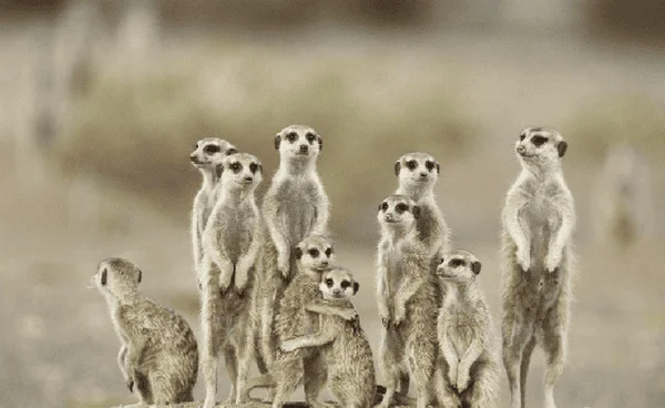76105675_Proshots__Directions_Meerkats_Kgalagadi_Desert_Namibia_Africa__Professional_Photos[1].webp