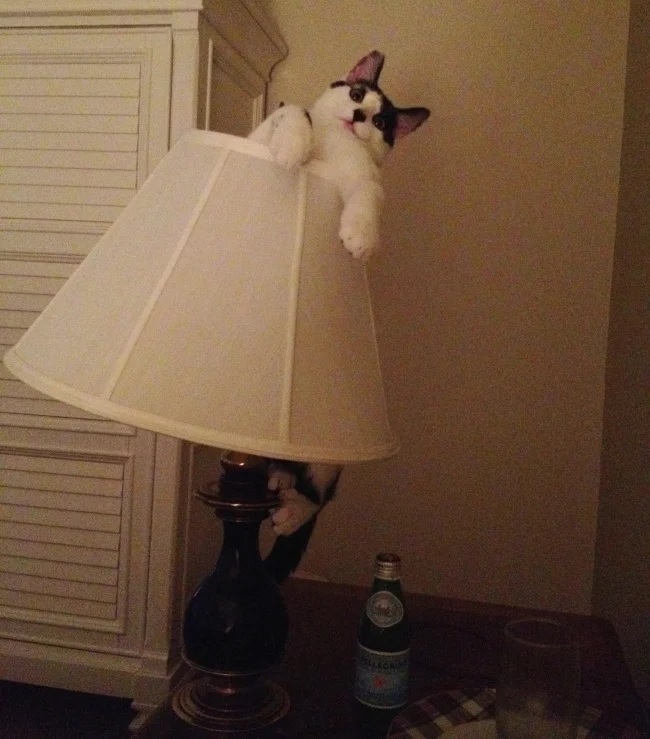 7640360-R3L8T8D-650-Cat-in-Lamp_o_131527.webp