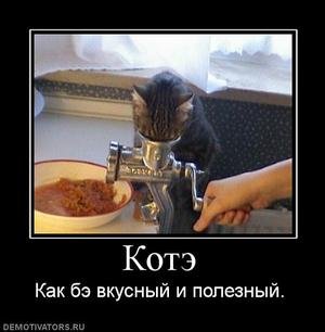 768206_kote_thumbnail-8z8p8.jpg